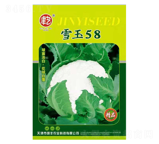 花菜種子-雪玉58-邯豐農(nóng)業(yè)