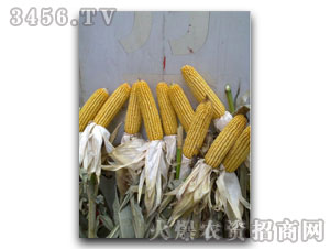 ���к���11-9�����׷N�ӣ�