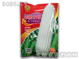 華糯2118-玉米種子-華為種業(yè)