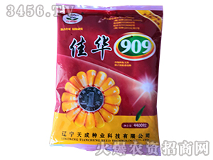 佳華909-玉米種子-天成種業(yè)