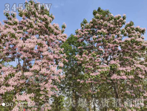 2020年楸樹訂單回收項(xiàng)目15