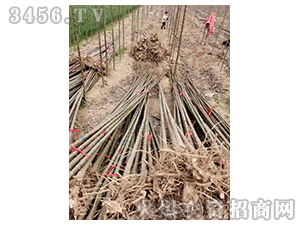 2020年楸樹訂單回收項目17