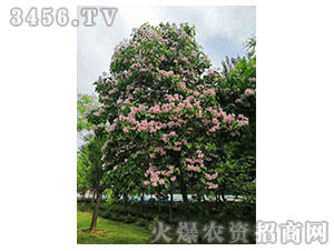 2020年楸樹訂單回收項目14