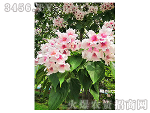 2020年楸樹訂單回收項(xiàng)目13