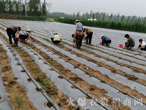 2020年楸樹(shù)訂單回收項(xiàng)目11