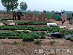 2020年楸樹(shù)訂單回收項(xiàng)目10