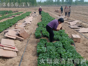 2020年楸樹訂單回收項(xiàng)目8