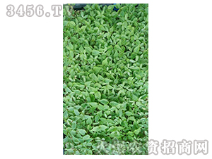 2020年楸樹訂單回收項目5