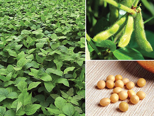 �|����̖(h��o)-�󶹷N��-�|��