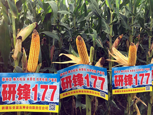 �з�177-���׷N��-�|��