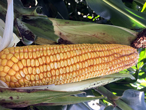 �|��80̖-���׷N��-�|��