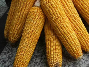 �|��13̖-���׷N��-�|��