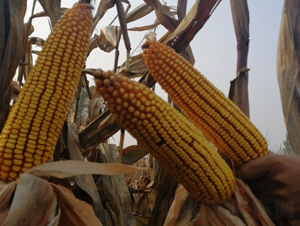 �|��608-���׷N��-�|��