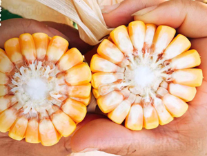 �|��610-���׷N��-�|��