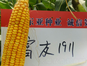 ����1911-���׷N��-�|��