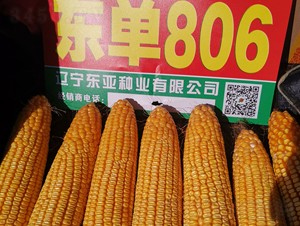 �|��806-���׷N��-�|��