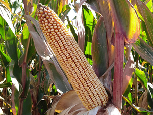 �|��213-���׷N��-�|��