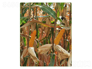 ���_(d��)202-���׷N��-�A���N�I(y��)