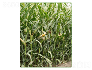 ����100̖(h��o)-���׷N��-�A���N�I(y��)