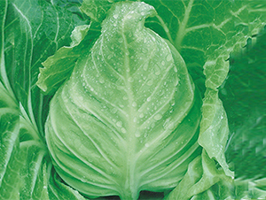 ��ʢ-���{(l��n)�N��-���߷N��