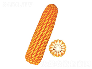 �F��38̖-���׷N��-�F�зN�I(y��)