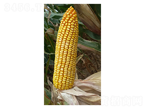 �F��31̖-���׷N��-�F�зN�I(y��)