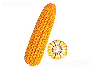 �F��30̖-���׷N��-�F�зN�I(y��)