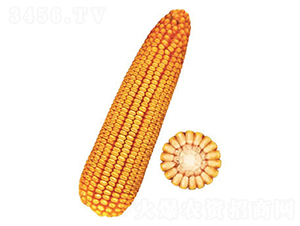 �F��25̖-���׷N��-�F�зN�I(y��)