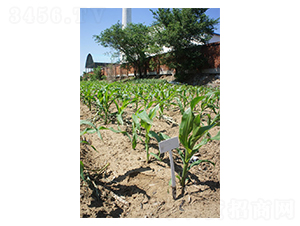 �F��L1-���׷N��-�F�зN�I(y��)