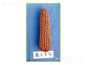 ���5̖-���׷N��-���