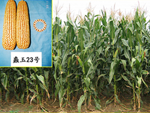 ���23̖-���׷N��-���