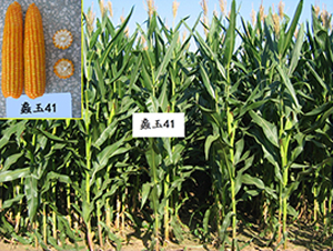 ���41̖-���׷N��-���