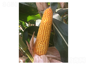 ���133-���׷N��-���