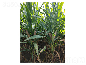 ���135-���׷N��-���