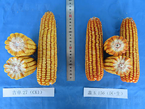 ���156-���׷N��-���