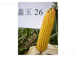 ���26̖(h��o)-���׷N��-���