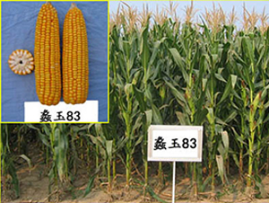 ���83̖(h��o)-���׷N��-���