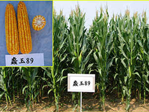 ���89̖(h��o)-���׷N��-���