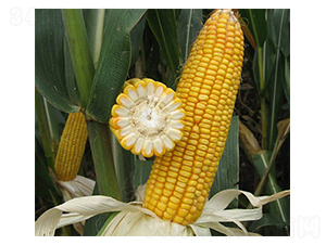 ���37̖(h��o)-���׷N��-���