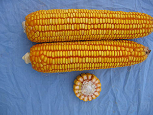 ���102-���׷N��-���