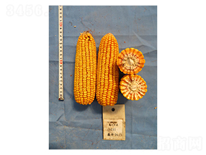 ��26-���׷N��-���