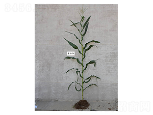 ���178-���׷N��-���