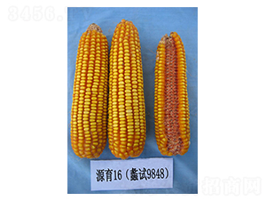 Դ��16-���׷N��-���