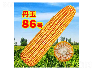 ����86̖(h��o)-���׷N��-����N�I(y��)