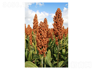 FU007-�����N��-º��N�I(y��)