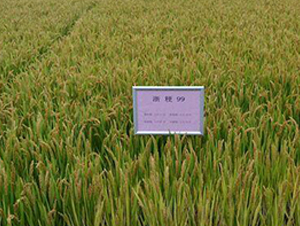 �㾬99-ˮ���N��-�����r(n��ng)