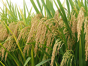 �A�マ(y��u)71-ˮ���N��-�����r(n��ng)