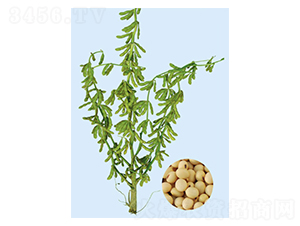 �F�S31-�󶹷N��-���S�N�I(y��)