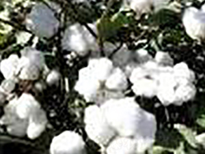 ̫����1788-�޻��N��-�(y��u)�r(n��ng)�I(y��)