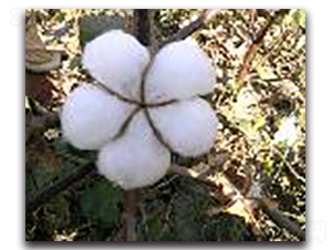 GK��10-�޻��N��-�(y��u)�r(n��ng)�I(y��)